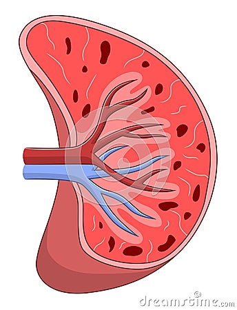 Spleen cross section Vector Illustration