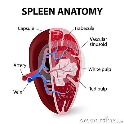 Spleen. Cross section Vector Illustration