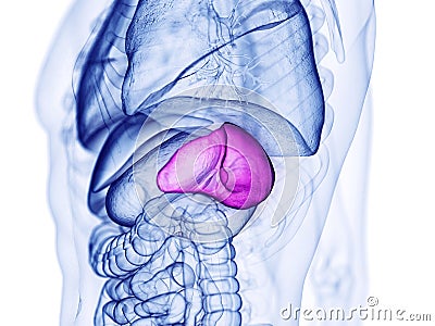 the spleen Cartoon Illustration