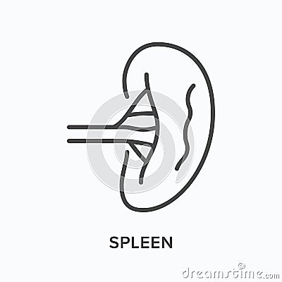 Spleen flat line icon. Vector outline illustration of human anatomy. Black thin linear pictogram for body organ Vector Illustration