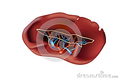 The Spleen Human Anatomy Vector Illustration