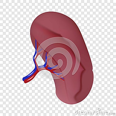 Spleen icon, realistic style Vector Illustration