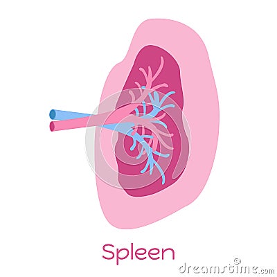 Spleen illustration in flat style. Viscera icon, internal organs Cartoon Illustration
