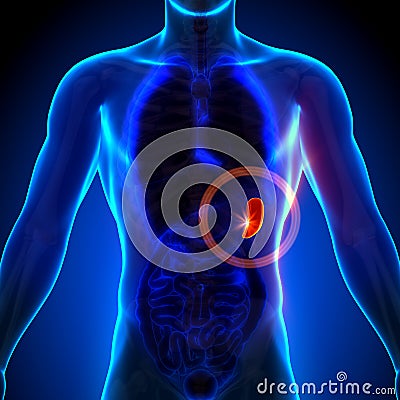 Spleen - Male anatomy of human organs - x-ray view Stock Photo