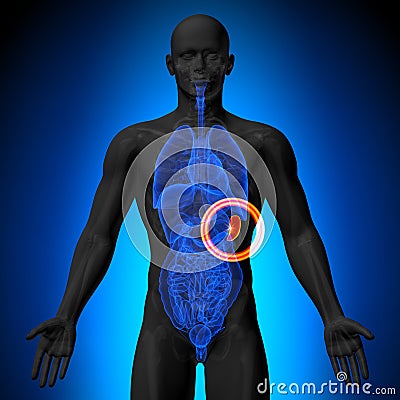Spleen - Male anatomy of human organs - x-ray view Stock Photo