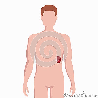 Spleen on man body silhouette vector medical illustration isolated on white backgroun d. Human inner organ placed in Vector Illustration