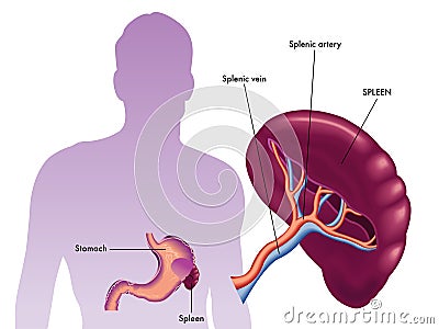 Spleen Vector Illustration