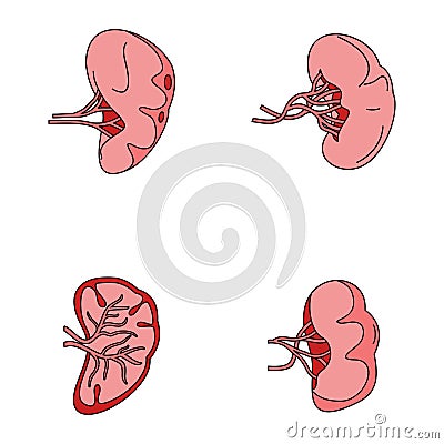 Spleen milt anatomy icons set vector color Vector Illustration