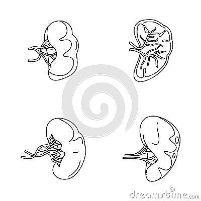 Spleen milt anatomy icons set, outline style Vector Illustration