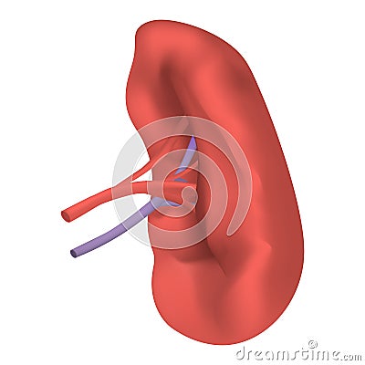 Spleen milt mockup, realistic style Vector Illustration