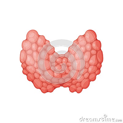 Spleen organ vector illustration. Vector Illustration