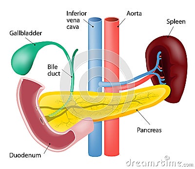 Spleen and pancreas Vector Illustration