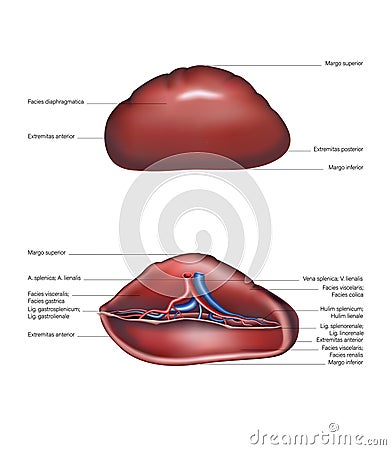 Spleen on the upper lateral and ventral sides. Vector Vector Illustration