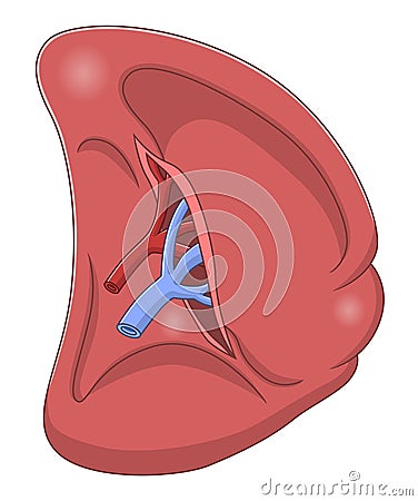 Spleen visceral surface Vector Illustration