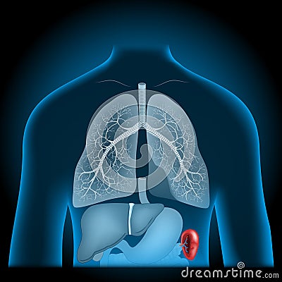 Spleen. x-ray blue realistic torso Vector Illustration