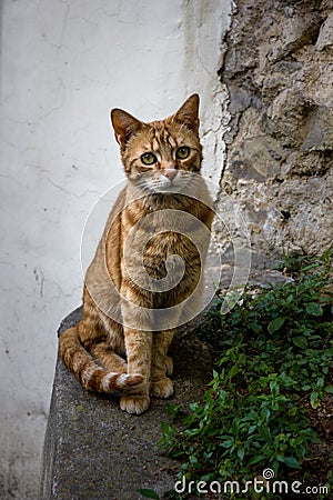 A Splendid cat staring in Paris Stock Photo