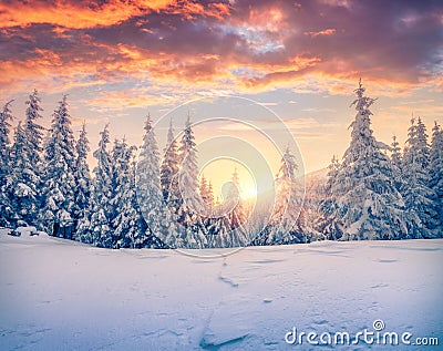 Splendid Christmas scene in the mountain forest. Stock Photo