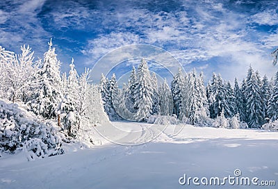 Splendid Christmas scene in the mountain forest at sunny day Stock Photo