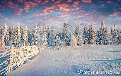 Splendid Christmas scene in the mountain forest at sunny morning Stock Photo