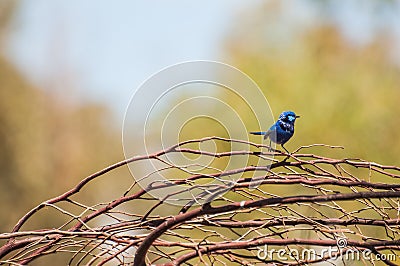 Splendid Fairy Blue Wren Stock Photo