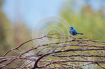 Splendid Fairy Blue Wren Stock Photo