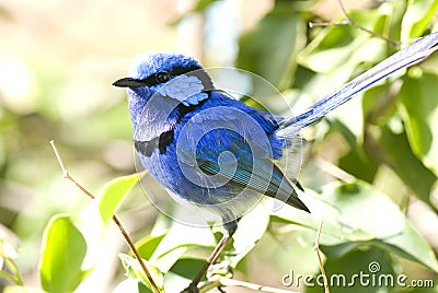 Splendid Fairy Wren Stock Photo