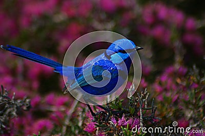 Splendid fairy-wren 2 Stock Photo