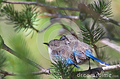 Splendid Fairy wren Stock Photo