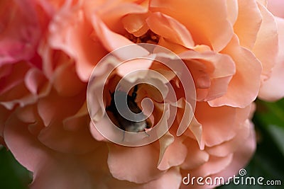 splendid huge royal double pink-yellow color rose with bumblebee blossom in garden. extreme macro shot Stock Photo