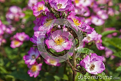 A splendid specimen of a rose Puccini in bloom. Stock Photo