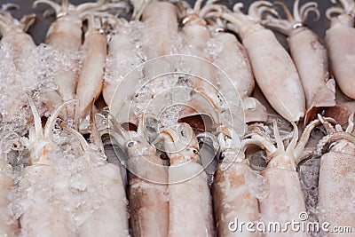 Splendid Squid Loligo duvauceli, fresh seafood market in Thailand, fresh splendid squid in ice, Large fresh splendid squid place Stock Photo