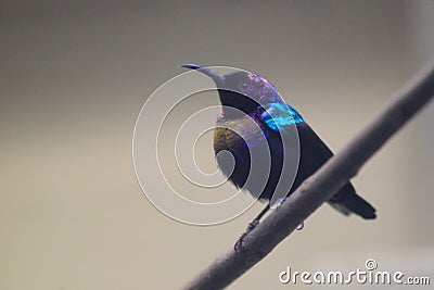 Splendid sunbird Stock Photo