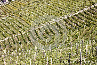 Aerial view of the vineyards of Barbaresco, Piedmont. Stock Photo