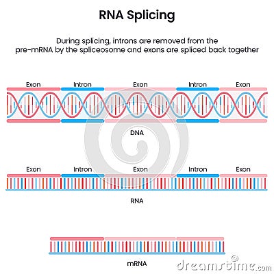 Formation of mature mRNA through splicing scientific vector illustration infographic Stock Photo