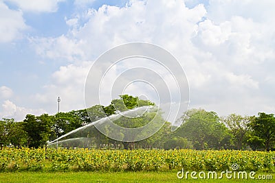 Splinkler is watering sunflower farm Stock Photo