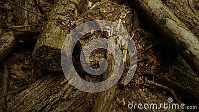 Splintered wood onto of wooden tree logs top view graphic texture template Stock Photo