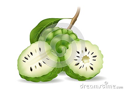 Split cherimoya fruit Vector Illustration
