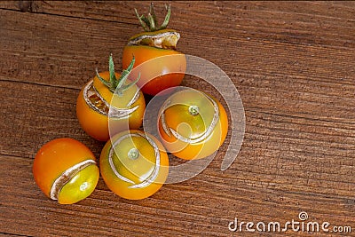Split, cracked tomatoes due to rain after drought, Gardening problem. Stock Photo