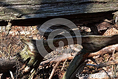 Split tree detail Stock Photo