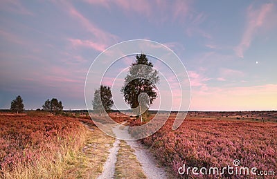 Split path at sunset and heather flowers Stock Photo