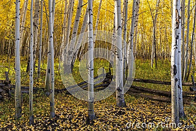 Split Rail & Aspen Pillars Stock Photo