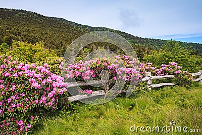 Split Rail Fence with Rhododendrons Stock Photo