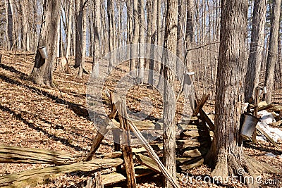 Split rail fence and tapped trees heart of sugar bush Stock Photo