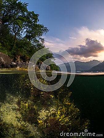 Split shot of bladder wrack seaweed underwater in Loch Long Stock Photo