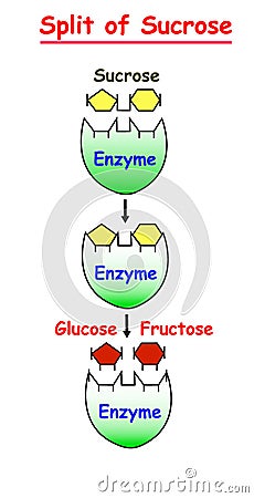 Split of Sucrose with Enzyme to Glucose and Fructose info graphic. Cartoon Illustration