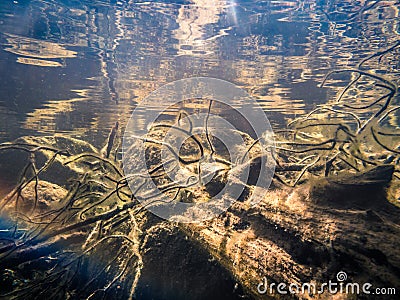 Split-toned underwater view of sunken trees Stock Photo