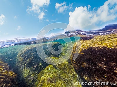 Split underwater view of seaweeds and rocks in Sardinia sea floor Stock Photo