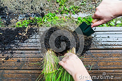 Splitting herb roots Stock Photo