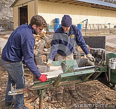 Splitting logs with log splitter Editorial Stock Photo