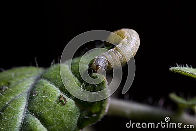 Spodoptera exigua caterpillar on a tomato leaf Stock Photo